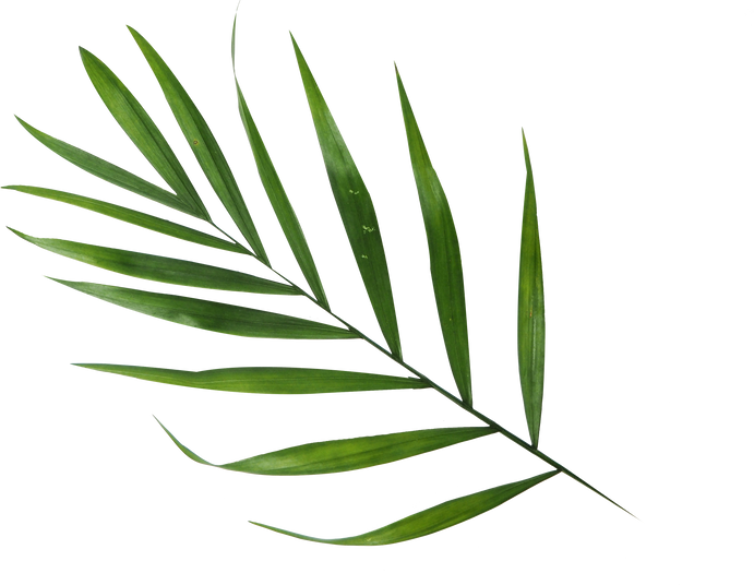 Green Tropical Leaf