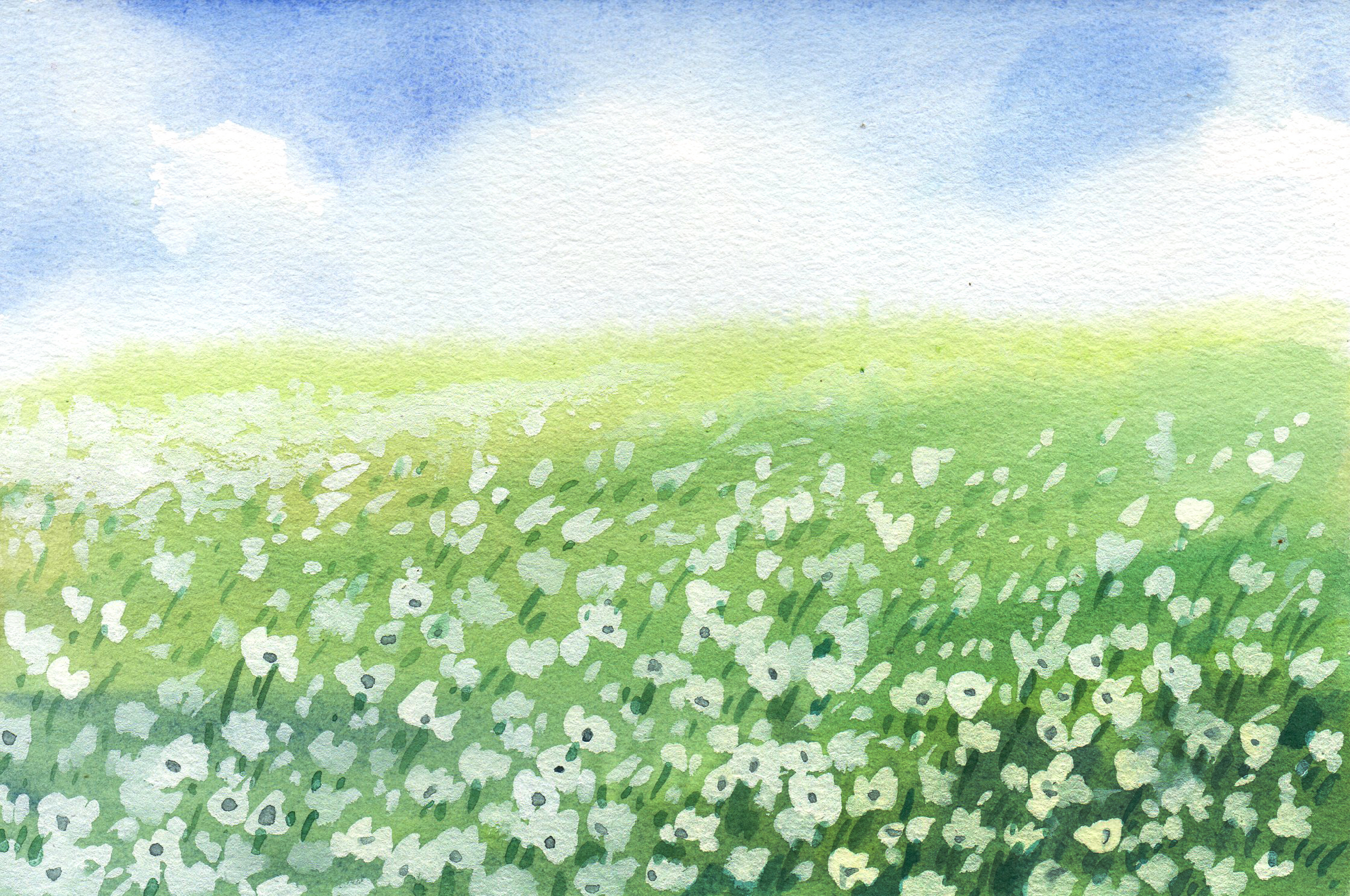 Flower Field Landscape Background