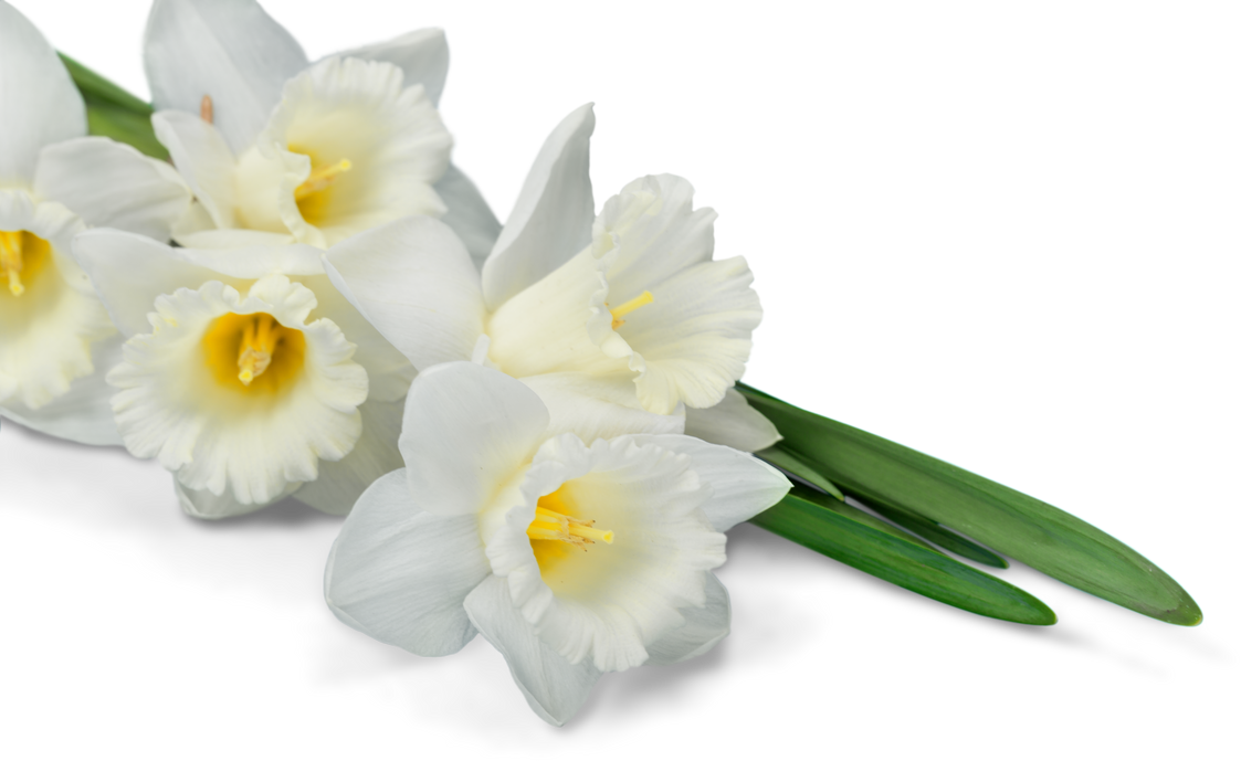 White Narcissus Flower Isolated